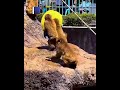 Turistas fueron arrestados después de trepar al recinto de Punch, el monito viral