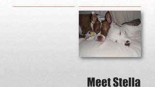 Saving The Pitbulls Of Michigan