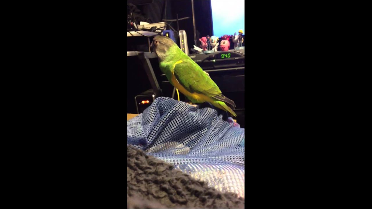 Senegal parrot talking - YouTube