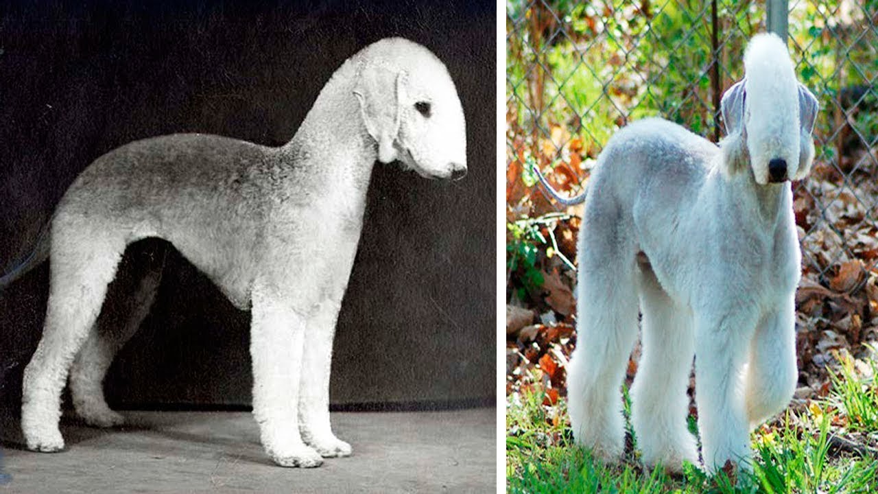 THE RAREST DOG BREEDS In The World 