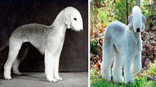 THE RAREST DOG BREEDS In The World