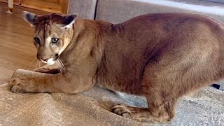 Who did puma Messi catch under the carpet? 😰 Big cat catches mice too. Training by I_am_puma 146,638 views 1 month ago 10 minutes, 9 seconds