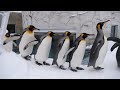 冬の旭山動物園に行ってきました!