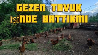 GEZEN TAVUK İŞİNDE BATTIKMI !!