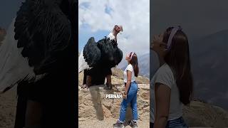 Burung raksasa tapi hampir punah #shorts