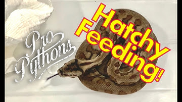 Feeding Hatchling Carpet Pythons!