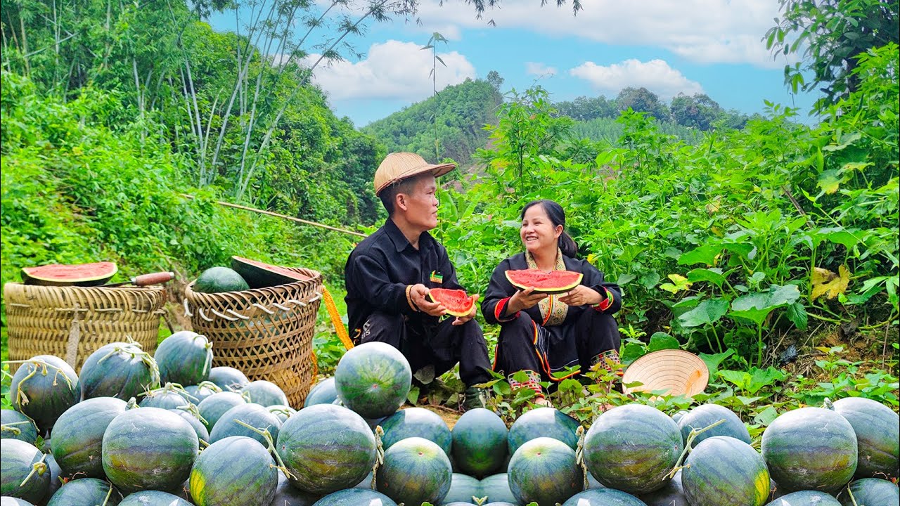 Семья гномов собирает арбузы, идет продавать на рынок, заботится о козах и курах.