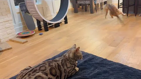 Watch the video about Dog wants to play with her cat friends! Leaping kitties and a silly dog!