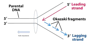 Pourquoi fragments d'Okazaki ?