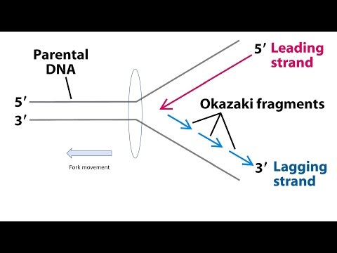 Video: Waarom is okazaki-fragmente diskontinu?