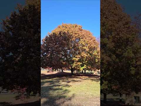 چهار ویژگی ممتاز درخت بلوط