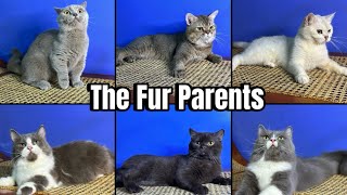 Happy Meow Year!!! (From fur parents of Kitten Station and Raven’s Cattery family) by Raven’s Cattery 46 views 4 months ago 3 minutes, 34 seconds