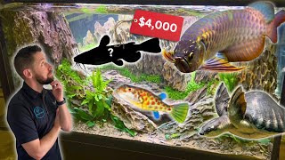 I Found the Most Beautiful (and Expensive) Fish & Cichlids