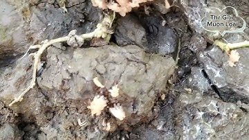 Lần đầu tiên gặp thấy nấm độc lạ ngộ đời luôn