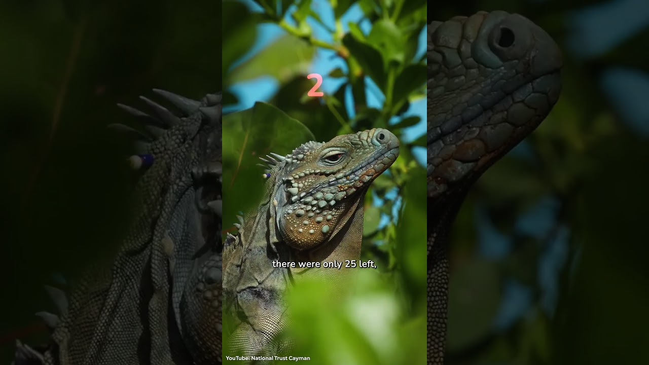 Три позитивные новости о животных, которые заставят вас улыбнуться