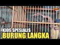 UPDATE HARGA ! 30 EKOR CUCAK ROWO,GAGAK SULAWESI,JAGAL PAPUA,CAK IJO,KACER KIOS PASAR BURUNG PRAMUKA