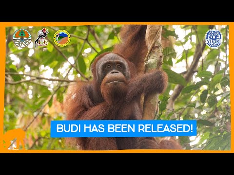 Budi The Orangutan Has Been RELEASED! (Huge Budi Update)