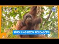 Budi the orangutan has been released huge budi update