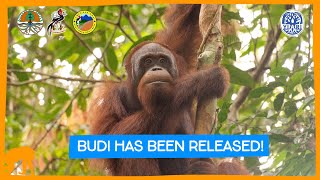 Budi The Orangutan Has Been RELEASED! (Huge Budi Update)