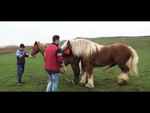 very big horse mating 🔥 | animal mating video