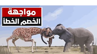 حيوانات واجهت الخصم الخطأ