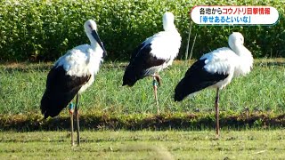 コウノトリ 鹿児島県内で目撃相次ぐ 霧島市・肝付町でも(MBCニューズナウ 2023年10月30日放送)