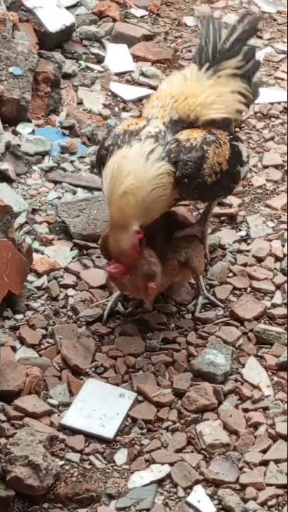 ayam kampung kawin   #shorts