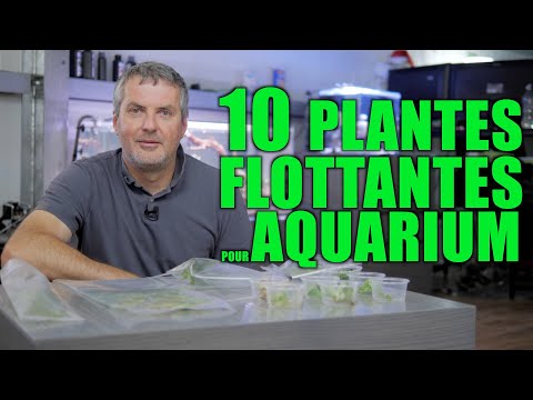 Vidéo: Plantes de bassin flottantes - Comment utiliser des plantes flottantes pour les bassins