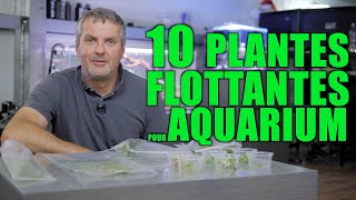 10 PLANTES FLOTTANTES POUR AQUARIUM (Floraquatic)