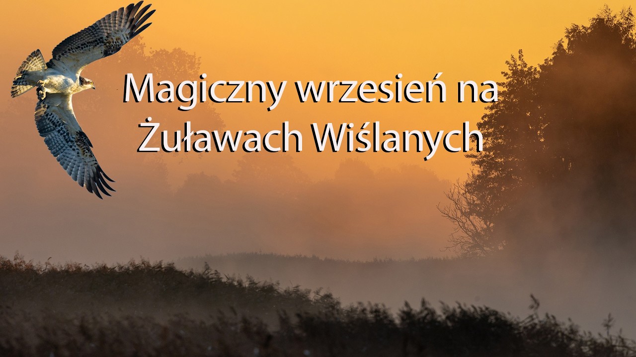 Magiczny wrzesień na Żuławach Wiślanych. Z życia fotografów przyrody. 