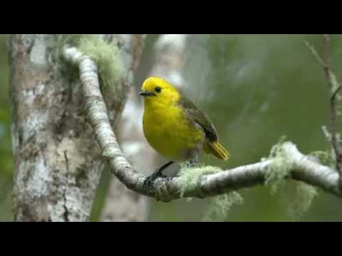 Canto do mohua | Pássaros Org