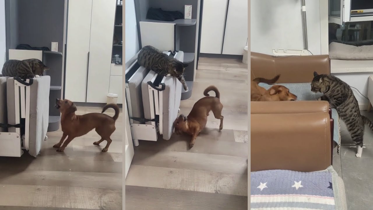 Cat Fight Dog Part 5 YouTube Cat Fight Dog Part 5 YouTube