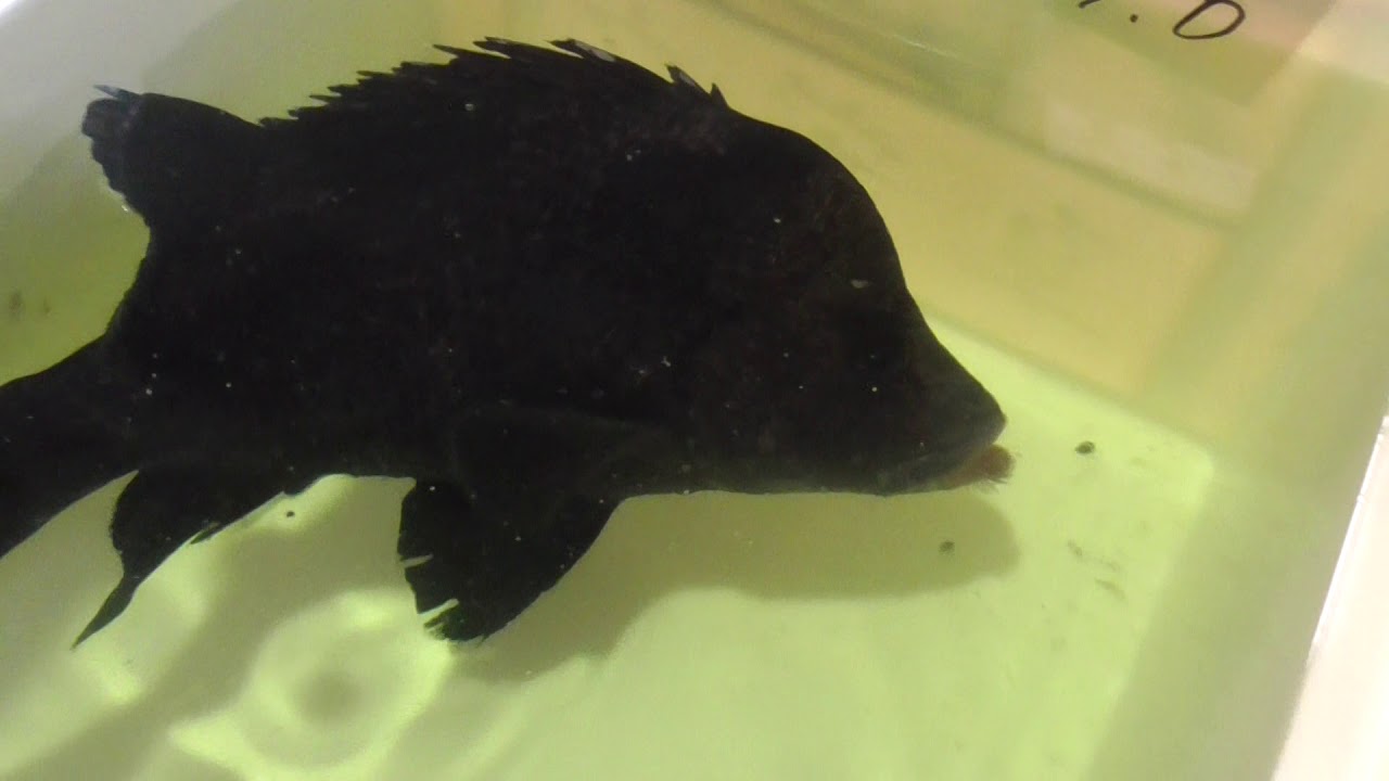 ヒゲダイって知っていますか 釣太郎ブログ