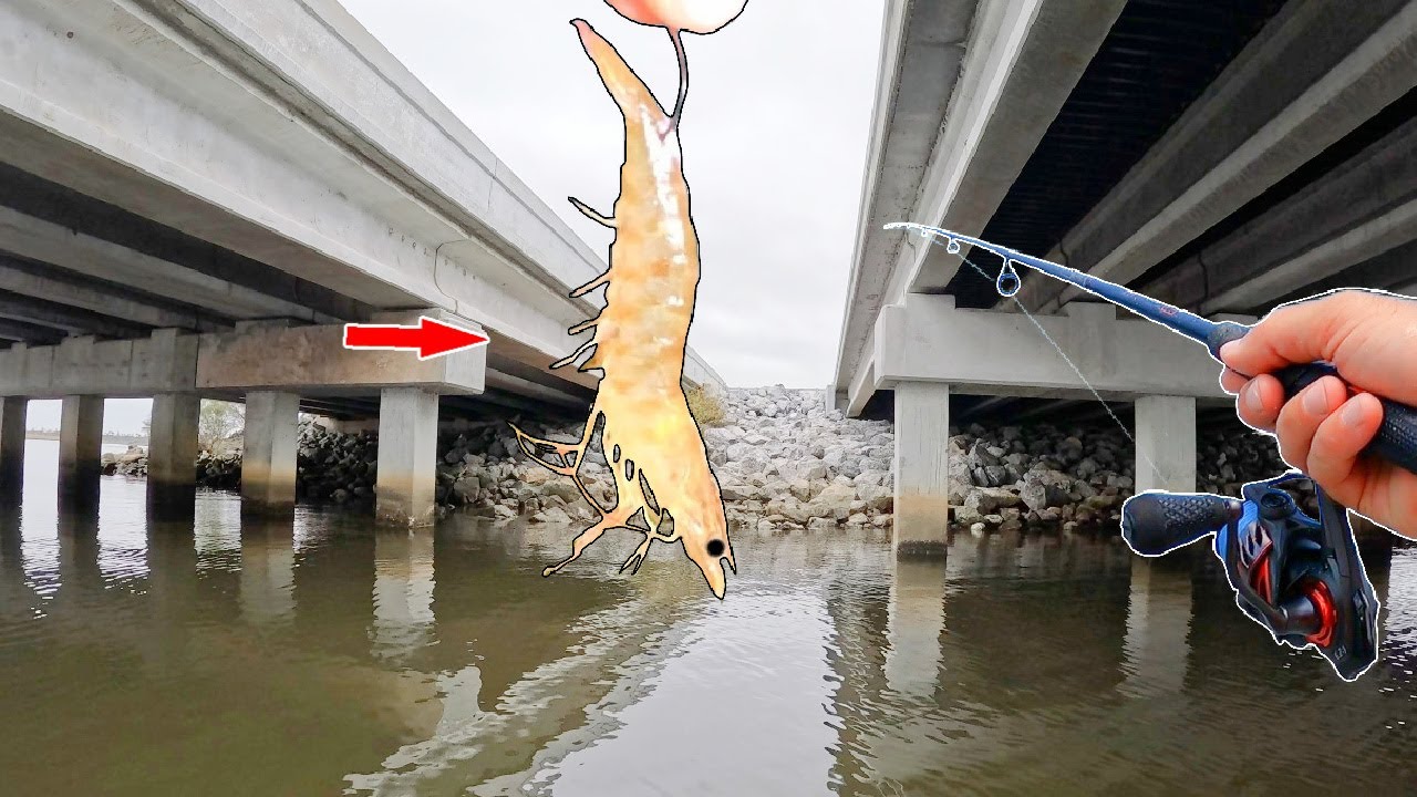 Tossing Live Shrimp Under a Big Bridge! *Crazy Action*