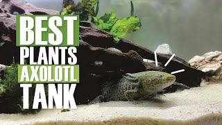 Best Plants for Axolotl Tank.  It is Planting Time and Create Balance in Axolotl Tank