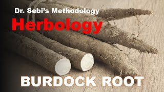 Burdock Root Herbology - Dr. Sebi Methodology