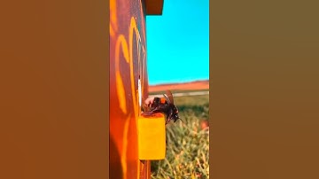 (ان رحمت الله قريب) تلاوة خاشعة الشیخ احمد العجمي