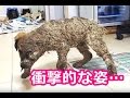 【感動実話】子どもたちの悪ふざけでノリで全身を固められてしまった犬…　懸命の治療で体の傷は癒えるも心の傷は深い