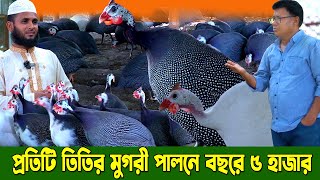 তিতির মুরগি পালনে বছরে কেমন লাভ। তিতির পাখি পালন। পালন  কিভাবে সম্ভব। আজিজ ভাইয়ের তিতিরের খামার