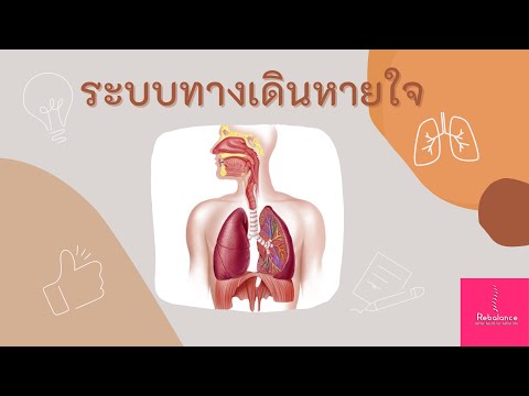 มาทำความรู้จักกับระบบทางเดินหายใจกัน by รีบาลานซ์ คลินิกกายภาพบำบัด