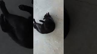 Cat Loves To Scratch Back On Concrete Floor