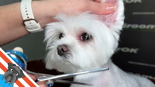 Haircut for Maltese | Crafting Canine Elegance with Care | Transformative Grooming Experience