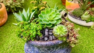 Beautiful Glazed Terracotta Pot Succulent Arrangement