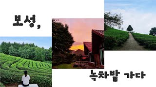 [여행 VLOG] 보성 녹차밭 대한다원, 녹차리조트