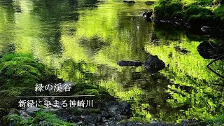 新緑に染まる清流・神崎川の風景