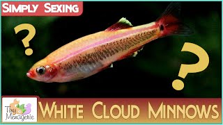 Simply Sexing Golden White Cloud Minnows: How to tell Males and Females Apart