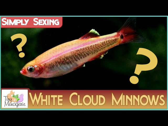 Simply Sexing Golden White Cloud Minnows: How to tell Males and Females  Apart 