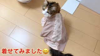 自動給餌器のお皿交換＆人間用の服を猫用にアレンジ!?