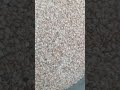 ACE SEEDS Faisalabad