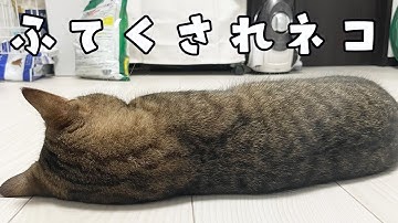 ふてくされる猫 Youtube